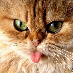 Meet your Posher, Della